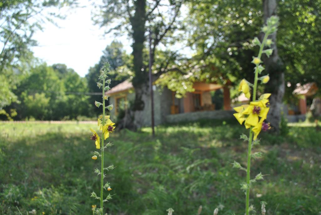 Hôtel Talistan Forest Park Extérieur photo